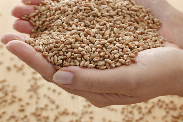 小麦种植，要想苗齐、苗全、苗壮，这些播种细节要记牢