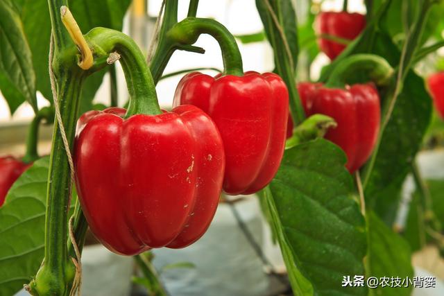 辣椒高产种植有妙招，这五种种植管理技巧要知道