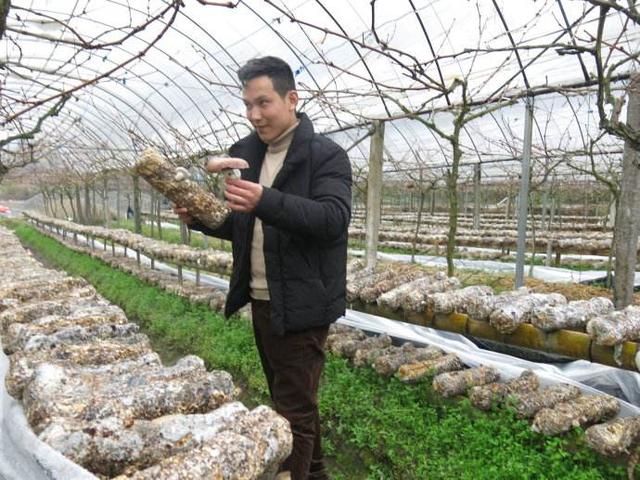 浙江金华葡萄—香菇立体循环栽培技术