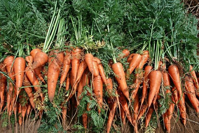 红萝卜什么时间进行种植？如何提高产量？