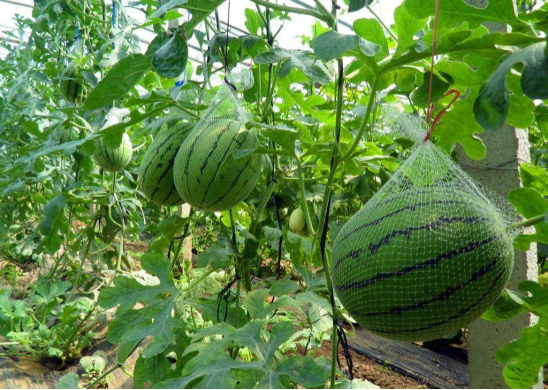 西瓜一般有哪些种植方法？这三种，最常见