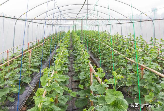 香瓜市场前景广阔，如何种植？做好4方面管理，香瓜丰产不是梦