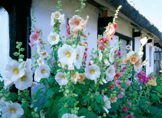农村小院都爱种5种花，春撒几粒种，基本不需要打理，开花很漂亮