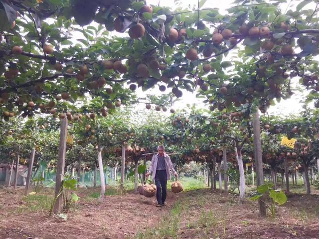 这个全新栽培技术，让农民像种葡萄一样种梨