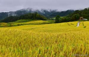 生态水稻种植(有机水稻怎么栽培？有哪些要求？关键是技术要点掌握好)