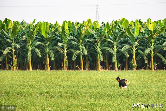 西贡蕉优质丰产栽培技术，应该注意什么，这里告诉你