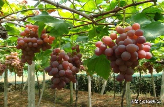 新农知识——红提葡萄高产栽培技术，这样种植收益翻番，建议收藏
