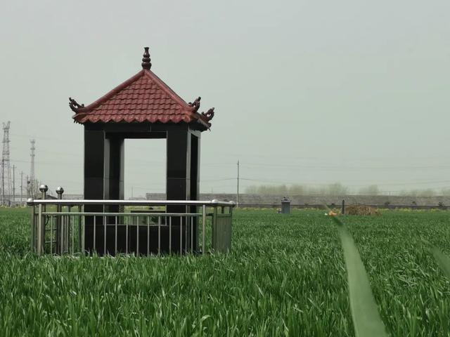 安徽亳州部分麦田“长”出豪华墓，有的成本超10万元
