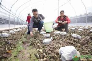 四川羊肚菌种植技术(延安富县通过掌握羊肚菌种植技术，让羊肚菌火起来，让村民富起来)