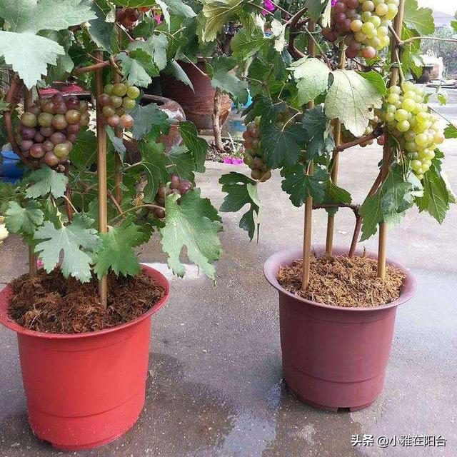盆栽葡萄这样养，3个小技巧，结的葡萄一串串，阳台种一棵，真好