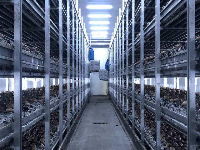 河南嵩县打造豫西最大双孢蘑菇种植基地