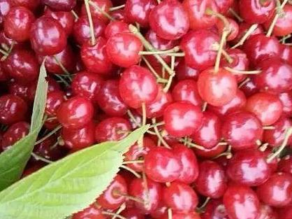外引品种“美早”市场行情下滑，本土樱桃玛瑙红种植前景又如何？