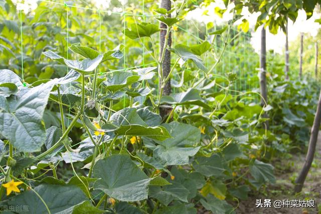 秋黄瓜什么时候种最好，注意不能晚于这个节气，否则影响黄瓜产量