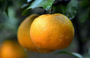 橘子苗种植方法(柑橘苗的种植方法和技巧)