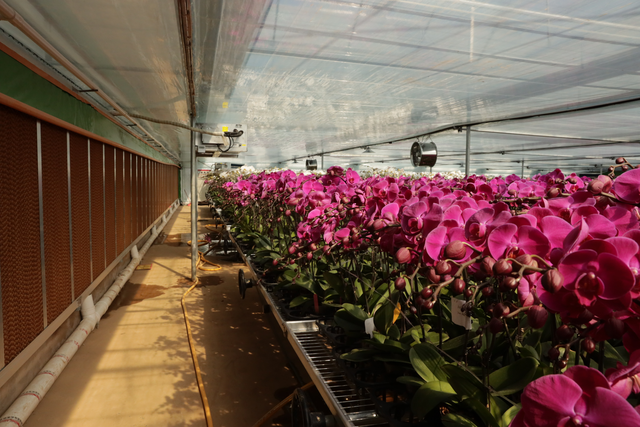 年产百万株，“花迷”遍全球，全国最大蝴蝶兰种植基地落地昆明