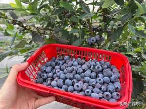 台湾蓝莓种植技术(农业融合发展苏州“台湾茶娘”用小蓝莓打开大市场)
