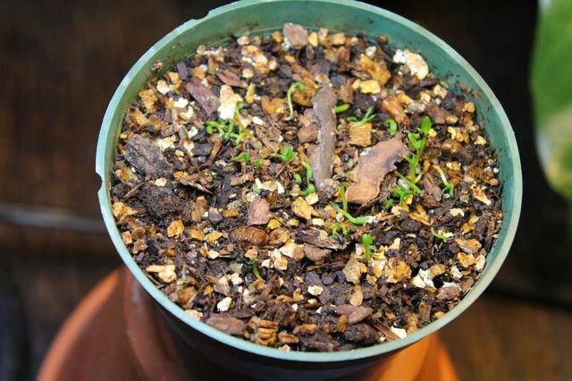 火龙果播种日记，黑色的籽挖出来撒土里，3天后可长出幼苗