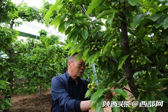 渭南澄城60后农民返乡创业 大棚樱桃种出致富好前景