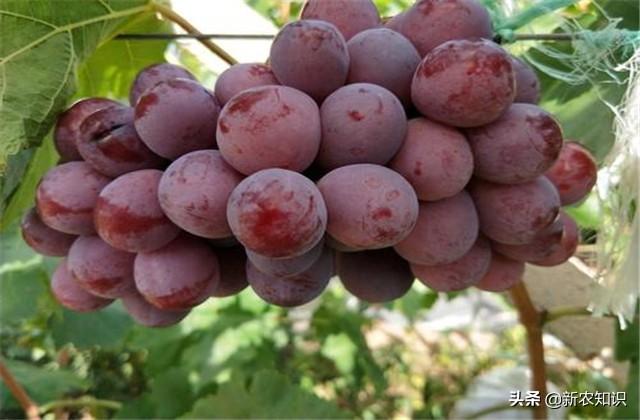 红提葡萄种植，果农需要掌握，科学种植技术要点，才能高产丰收