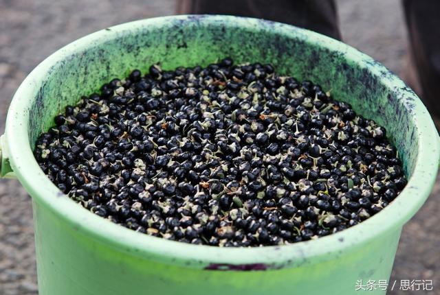 青海格尔木枸杞丰收采摘忙，价格昂贵的野生黑枸杞也可以人工栽种