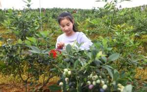 湖北种植蓝莓(湖北鄂州：蓝莓成熟上市)