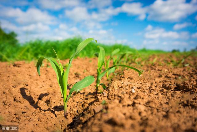 甜玉米高效栽培技术要点，掌握种植密度，及时去雄除穗，促进增产