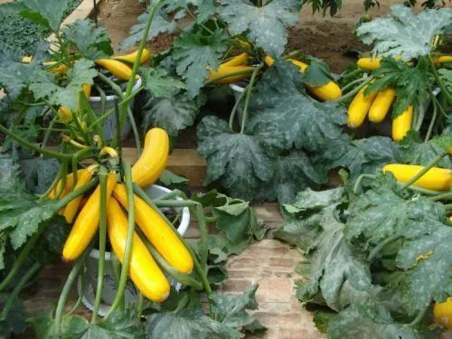 种在地里的“香蕉西葫芦”，凭什么能卖十元一斤、年赚近百万元？