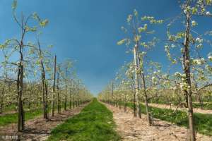 梨树种植时间和方法(不管是哪个季节栽的梨树，但凡是幼龄期的梨树，都需要这样来管理)