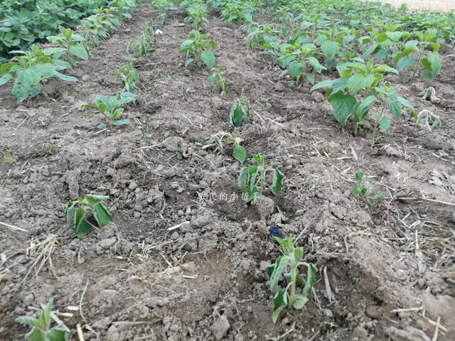 芝麻如何种植能高产？这篇从种到收全程栽培技术，助你增产增收