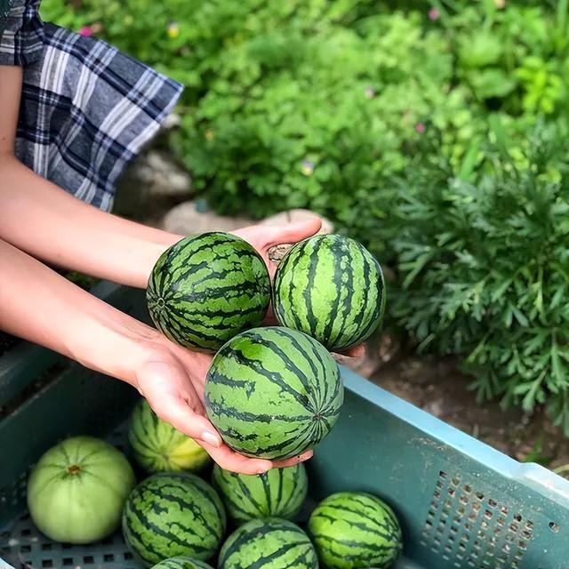 韩国拱形西瓜农场产量高传统2倍，两边立体生长中间挂果，1藤1瓜