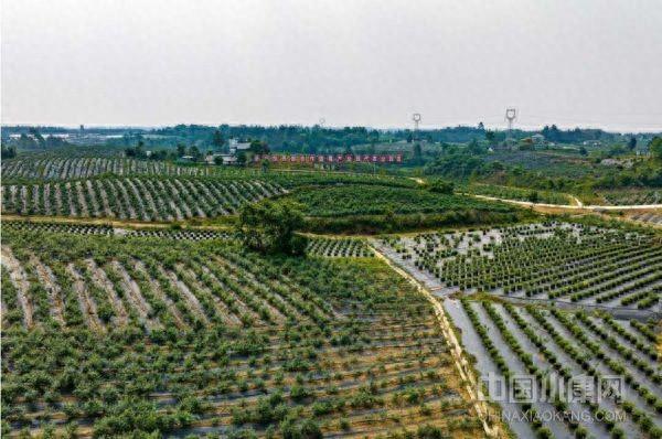 北川羌族自治县：“小蓝莓”成乡村振兴“大产业”