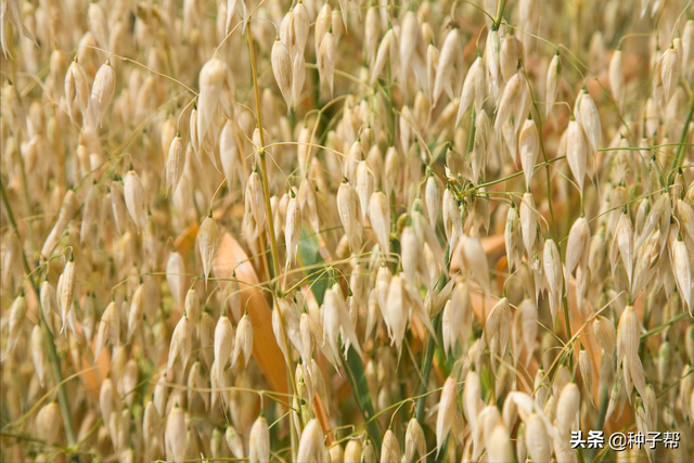 燕麦该怎么播种？能当饲草吗？如何收获利用，种植效益如何？