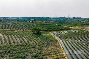 四川蓝莓种植基地(北川羌族自治县：“小蓝莓”成乡村振兴“大产业”)