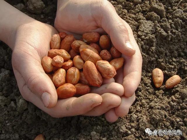 玉米、花生可以播种了吗？黄淮、华北及东北什么时候播种合适？