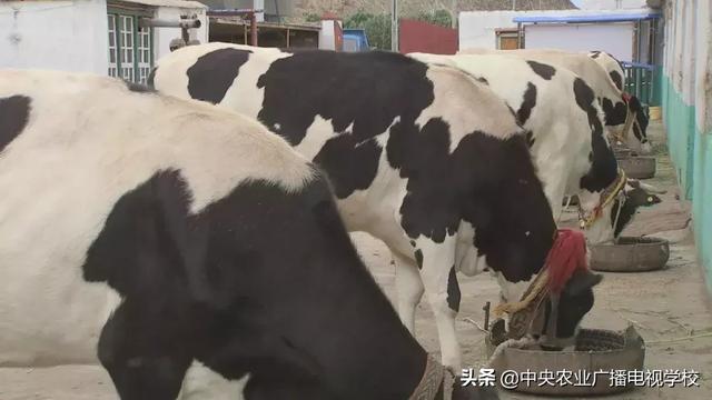 【农广天地】西藏青饲玉米栽培技术