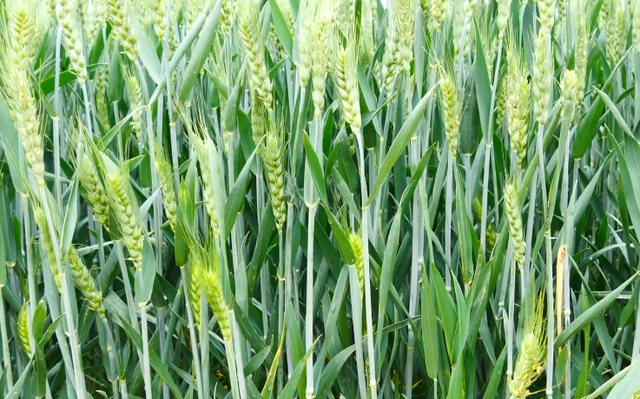 小麦生长后期高产管理，3点很重要，农户别再做错了