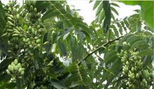 香椿树种植价值(香椿树有什么用？有4大用途，难怪香椿树种子卖那么贵，50元一斤)