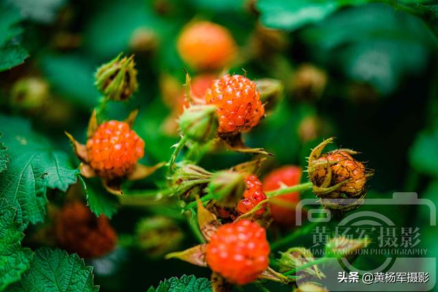 茅莓熟了的夏天，江西人最喜欢的乡村野果，诱人的果实模样很熟悉