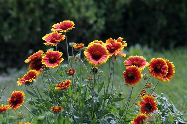 迷你“向日葵”观赏性强，黄的红的真不少，盆栽地栽都能养得好