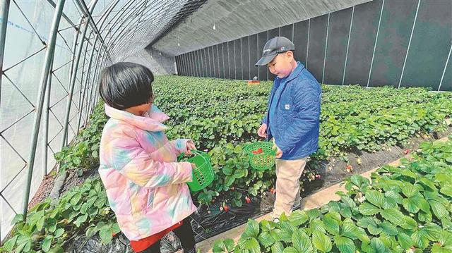设施农业风景这边独好｜黑龙江省新日光温室大棚经济全速崛起