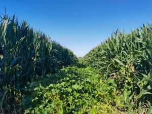 包头种植(包头市示范推广面积37万亩在全国地级市中最大大豆玉米带状复合种植让农民尝甜头)