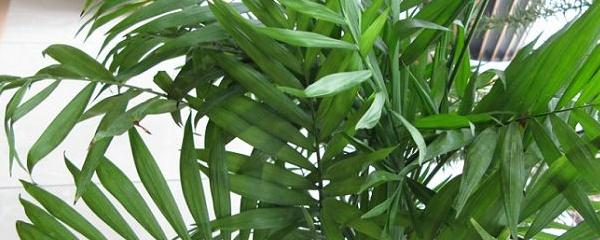 夏威夷竹子的养殖方法，注意事项