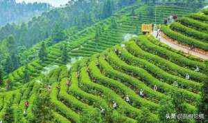 茶叶的种植和管理技术(茶叶种植的栽培管理)