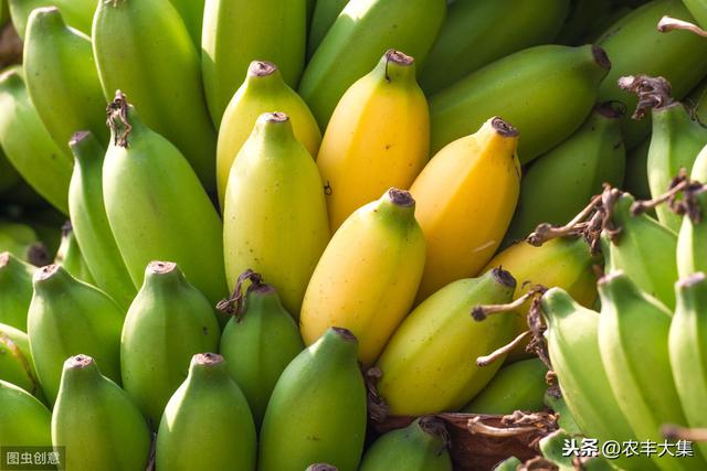 西贡蕉优质丰产栽培技术，应该注意什么，这里告诉你