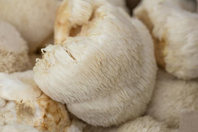 猴头菇栽培：出菇期需精细管理，这3大要点轻松实现高产量