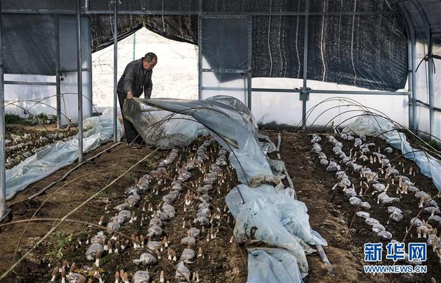 陕西渭南：栽培羊肚菌助村民增收