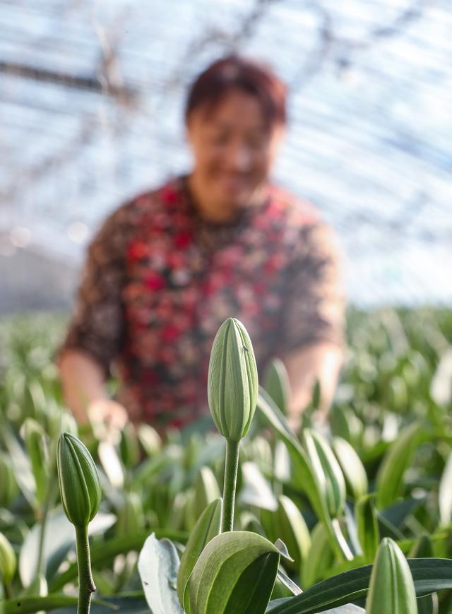 （经济）辽宁凌源：鲜花产业助农增收