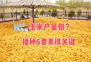 玉米种子种植方法(玉米为啥产量低？播种“六要素”没做对，如何播种能高产？)