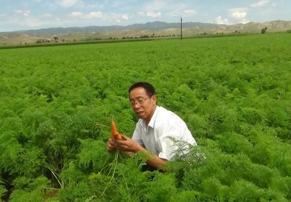 袖珍胡萝卜怎么进行种植?袖珍萝卜的种植技术