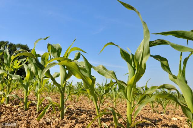 种植玉米，播种密度要合理，过密或过稀对产量影响有多大？